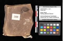 Foto (Objekt + Etikett) von Plantae indet.  (NHMW-GEO-2024-0188-0560a)
